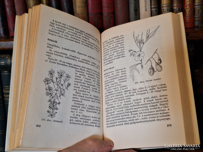 1969 Retro medicine -unread!-Rápóti / Romvár. Medicinal plants