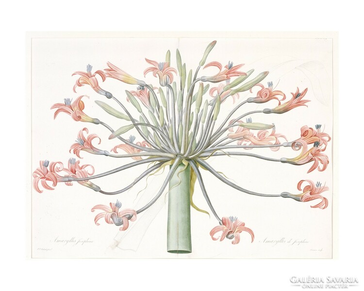 P.J. Redouté, Antik botanikai nyomat reprodukciója, vintage plakát