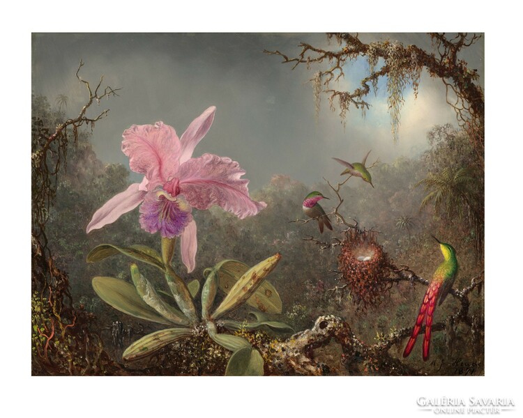 Reproduction of Martin Johnson Heade's Orchid and 3 Hummingbirds painting, vintage poster, 1871