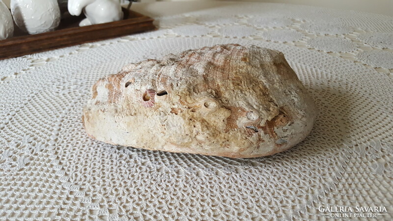 Hatalmas,gyönyörű Abalone kagyló