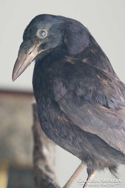 Taxidermy prepared crow Odin