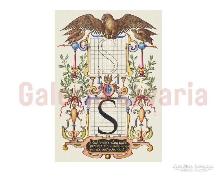 Letter S richly decorated from the mira calligraphiae monumenta work from the 16th century