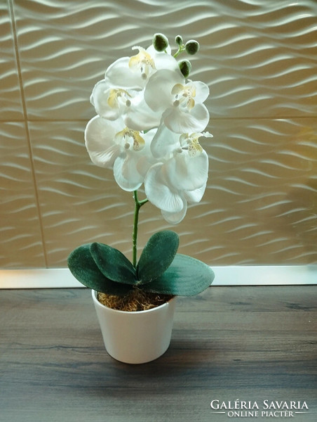 White orchid in pot !