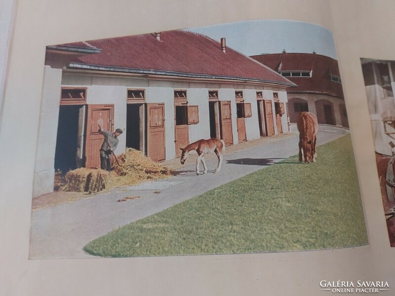 Pferde German riding book ii. Vh