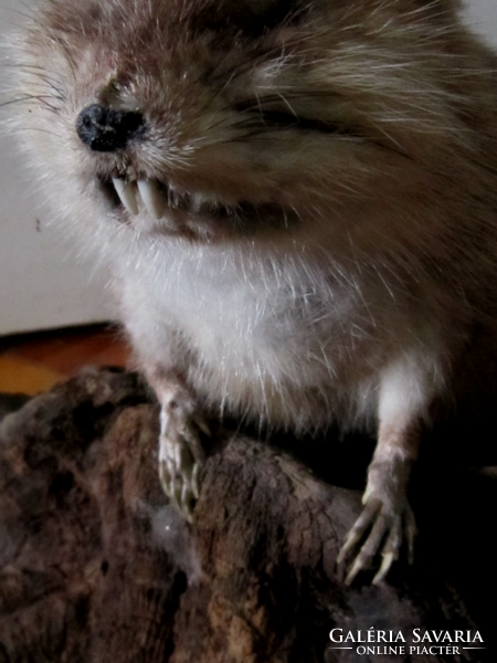 Old stuffed animal muskrats?