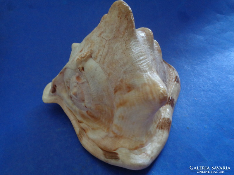 Large sea shell snail