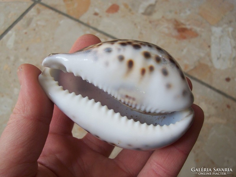 Shell with dolphin pattern