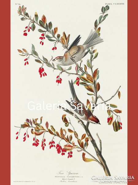 30*40 cm poster, reproduction of an antique print depicting beautiful birds