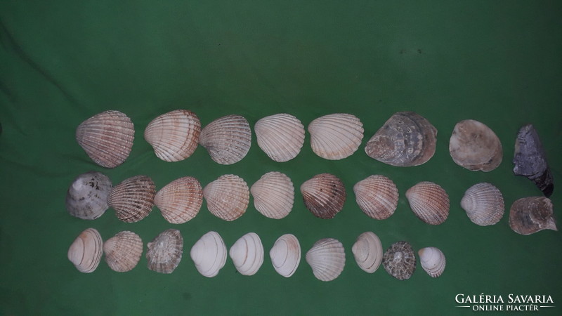 Nagyobbacska kupac tengeri kagylóhéj gyűjtemény fosszília EGYBEN a képek szerint