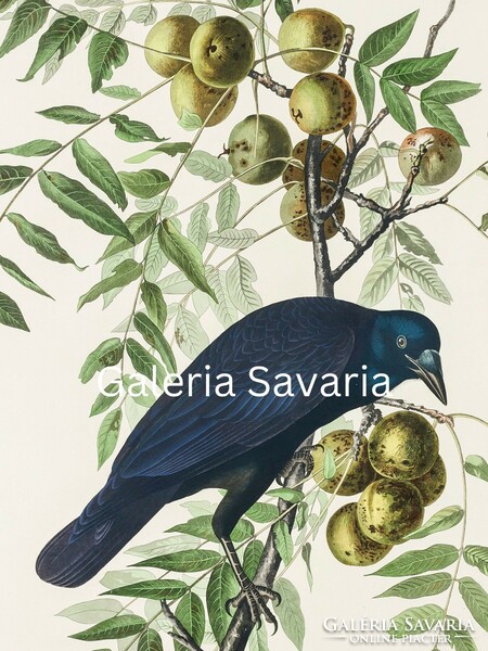 Reproduction of an antique print depicting a bluish black crow 40*30 cm