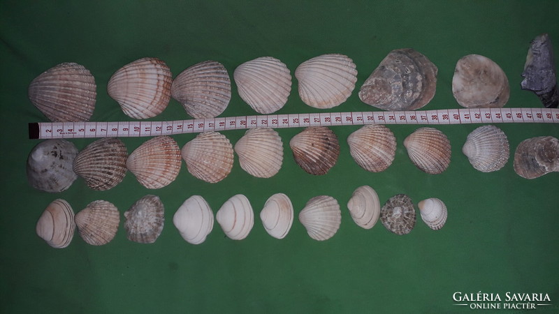Nagyobbacska kupac tengeri kagylóhéj gyűjtemény fosszília EGYBEN a képek szerint