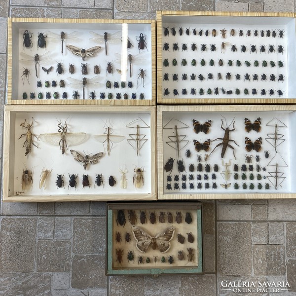 Hatalmas rovar gyűjtemény