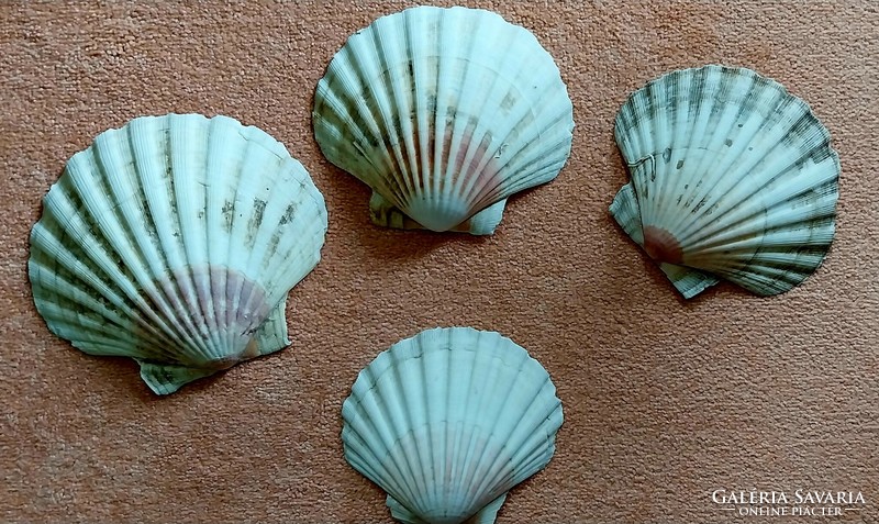 From a collection of sea shells and other shells.