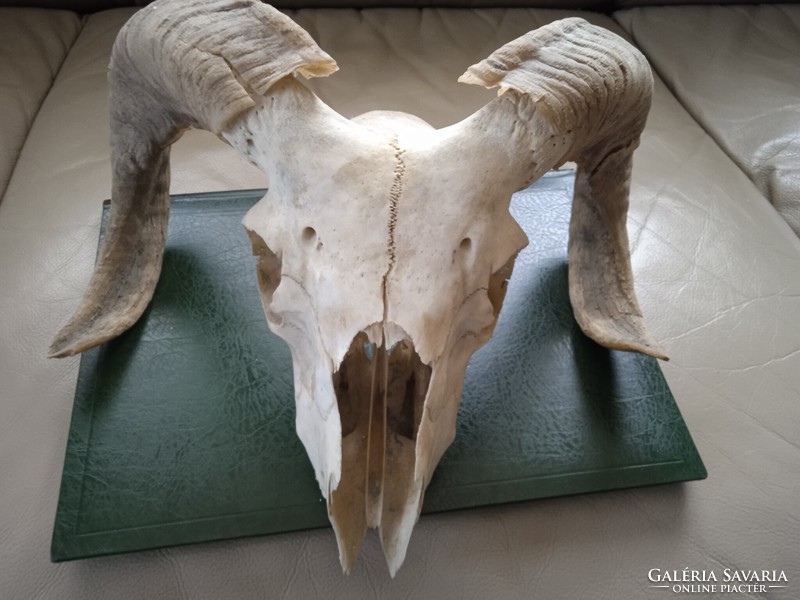 Mouflon skull 