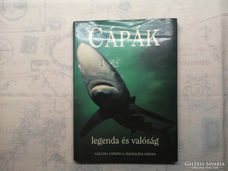 Gaetano cafiero - sharks legend and reality
