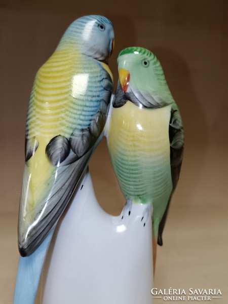 Raven house parrot couple