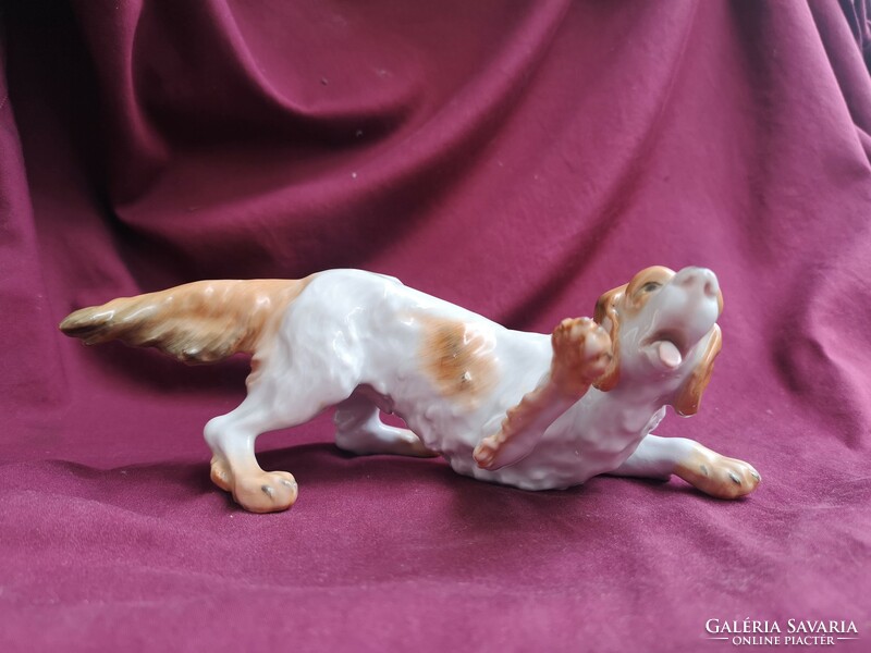Herend porcelain: setter stretching out his paw. Marked, flawless!