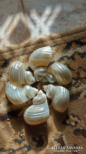 Pearlescent sea snail decor