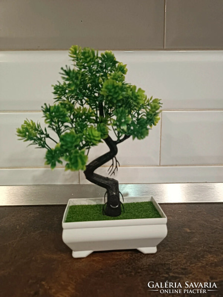 New bonsai with extra gift