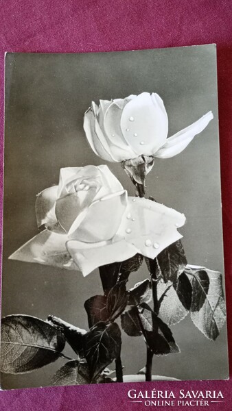 1960-1963. Black and white postcards depicting roses