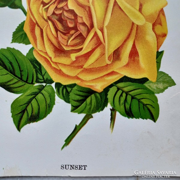 Műmelléklet rózsa ábrázolássa az 1890-es évekből, A kert (1894-1918) című kertészeti szaklapból