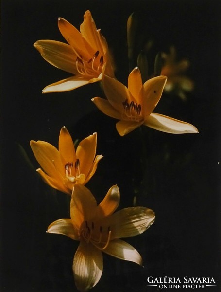 1R362 XX. századi fotográfus : Természetfotó - sárga liliom 52 x 42 cm