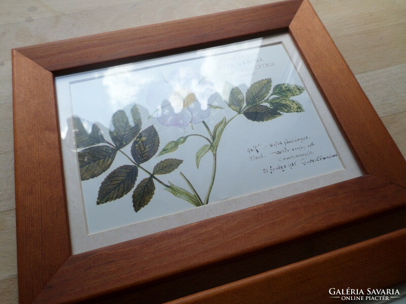 Botanikai kép pár nyomat vadrózsa és liliom 16,5 x 21,5 cm