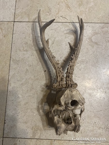 Régi őz agancs trófea 40cm