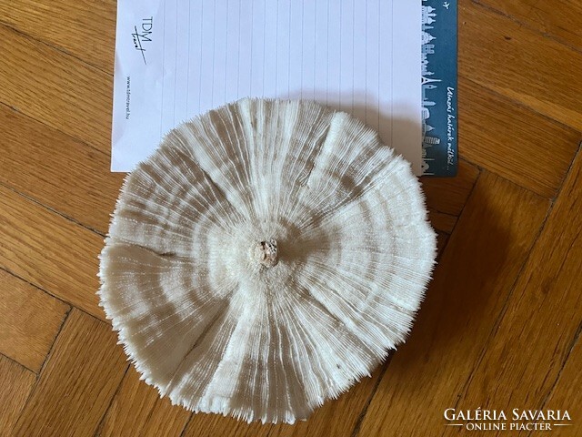 Vörös-tengeri lapos korall fosszília /2