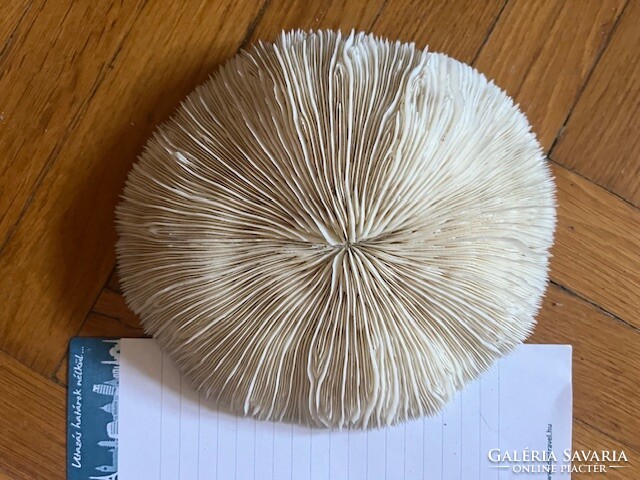 Korall fosszilia a Vörös-tengerből /1