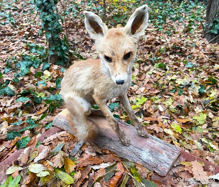 Régi iskolai szertár lelet, róka preparátum, kitömött állat, preparált