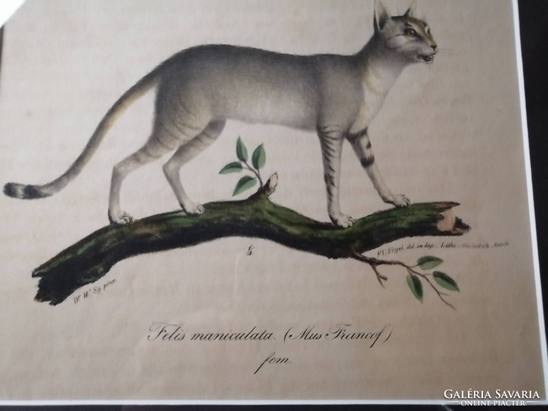 NÚBIAI MACSKA - FELIS MANICULATA - ANTIK LITOGRÁFIA - FRIEDRICH CARL VOGEL /1806-1865/