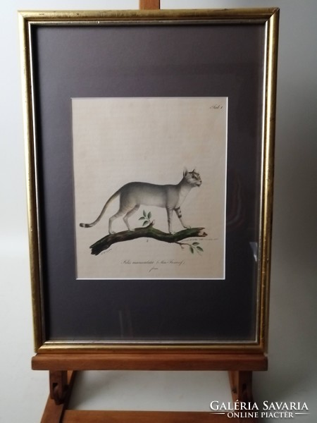 NÚBIAI MACSKA - FELIS MANICULATA - ANTIK LITOGRÁFIA - FRIEDRICH CARL VOGEL /1806-1865/
