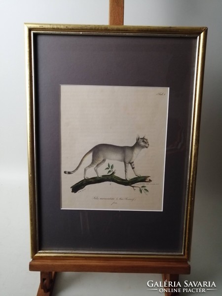 NÚBIAI MACSKA - FELIS MANICULATA - ANTIK LITOGRÁFIA - FRIEDRICH CARL VOGEL /1806-1865/