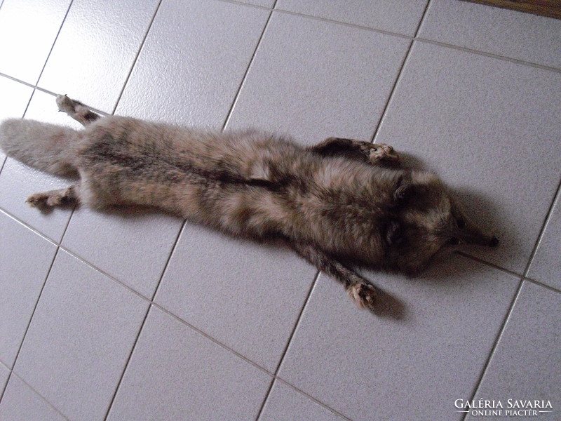 Ezüst róka - egész