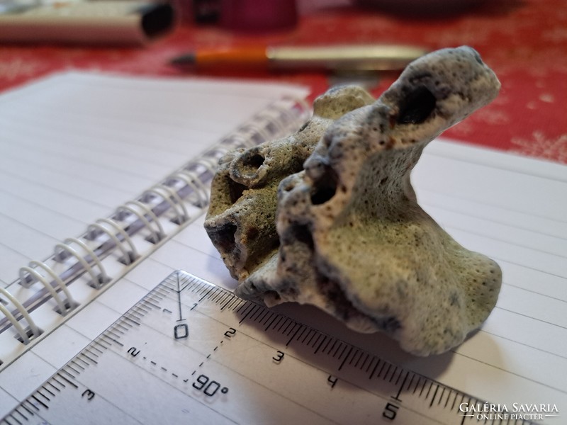 Eredeti ritkasag, kék korall kb: 6cm es valasztható darabok  Indonezia/ Dél- kínai tenger