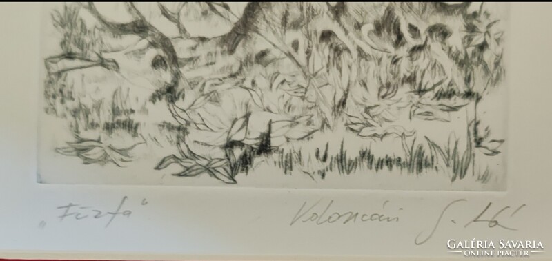 Kolozsvári Grandpierre Miklós: Fűzfa