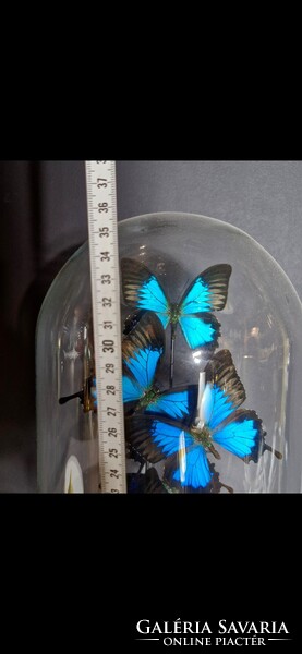 Preparált lepkék üveg tárolóban, Morpho pillangó taxidermia