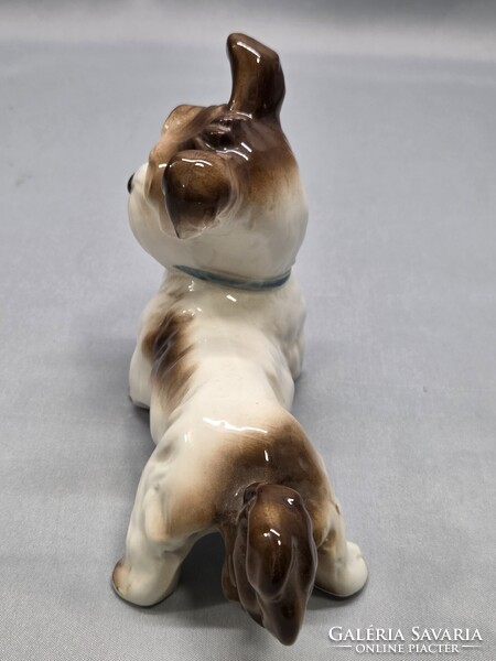 ENS kutya, terrier