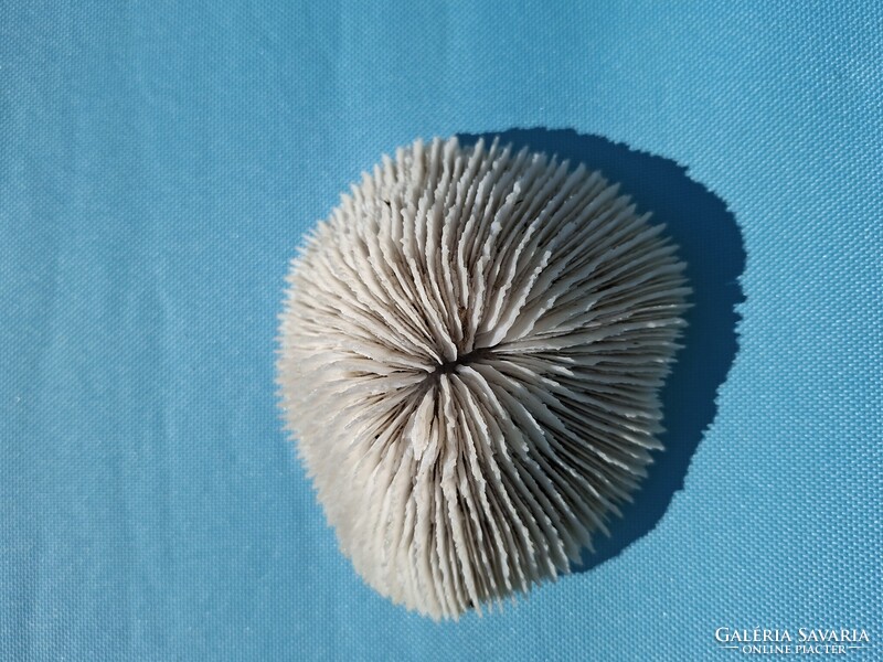 Tengeri csiga kagyló korall