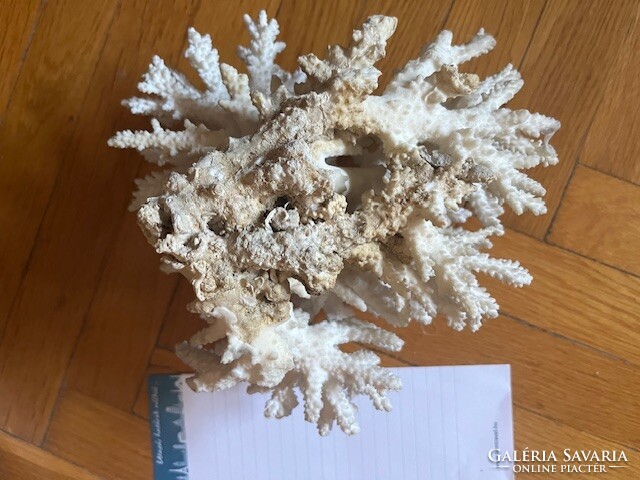 Vörös-tengeri korall fosszilia /3