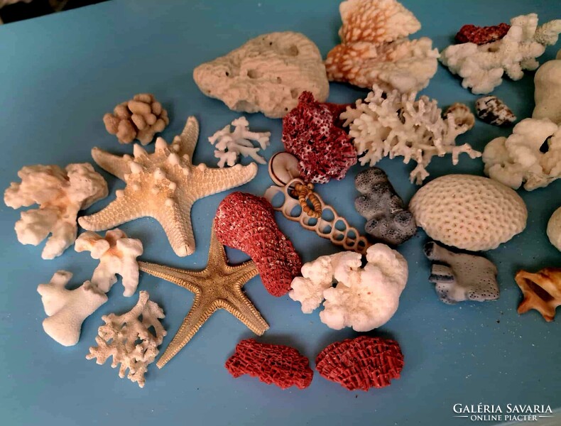 Korall,csiga,sün, tengeri csillag és kagyló gyűjtemény 30 darabos!! Indonezia/ Dél- kínai tenger