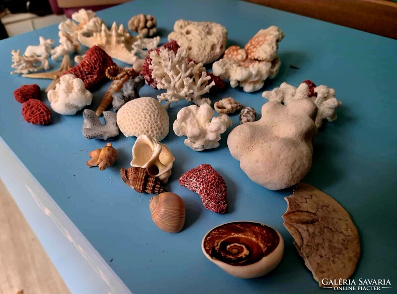 Korall,csiga,sün, tengeri csillag és kagyló gyűjtemény 30 darabos!! Indonezia/ Dél- kínai tenger