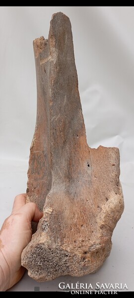 Mamut részleges ulna csont  kora :2,4-0,6 millió év