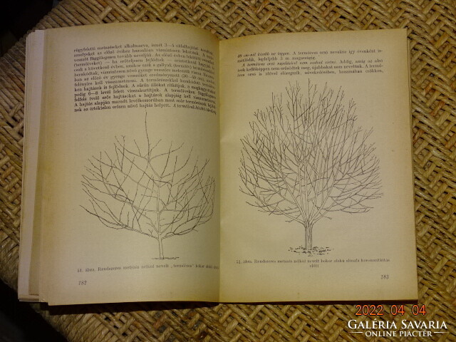 MOHÁCSY MÁTYÁS : GYÜMÖLCSTERMESZTÉS A HÁZI ÉS HÁZTÁJI KERTEKBEN 1959