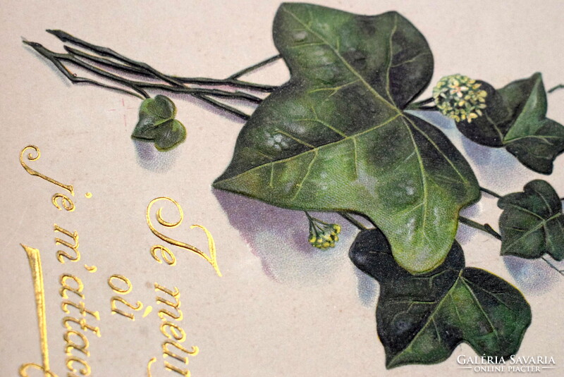 Antik szecessziós dombornyomott üdvözlő képeslap borostyánlevél