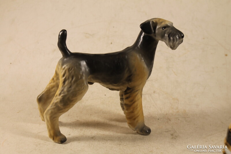 Hollóházi uszkár kutya 789