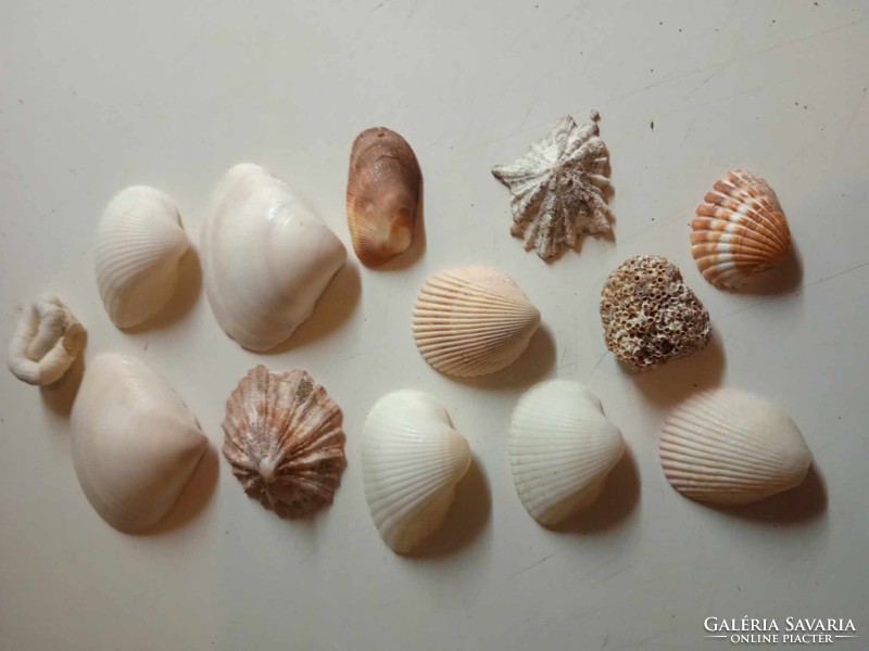 13 shells from collected around the world. On sale for February