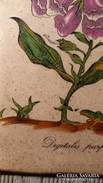 Ceramano West Germany falicsempe kerámia fali kép - Digitalis purpurea - Piros gyűszűvirág