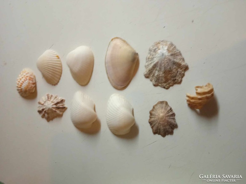 10 shells from all over the world great for collectors. On sale for January